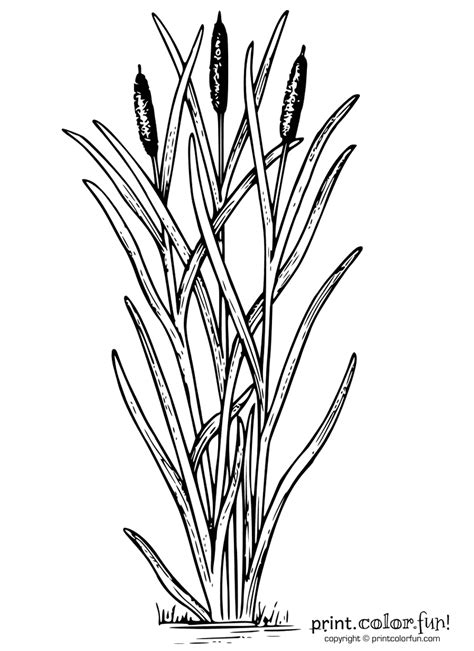 cattails plant coloring page print color fun