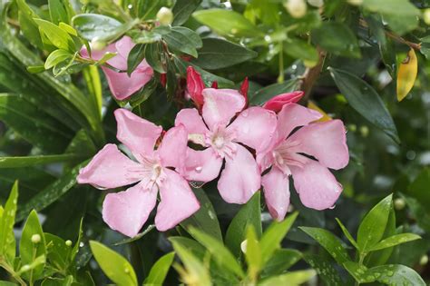 How tall are your shoots and what type of seed did you plant? Oleander Watering Requirements - How Often To Water Oleander Bushes