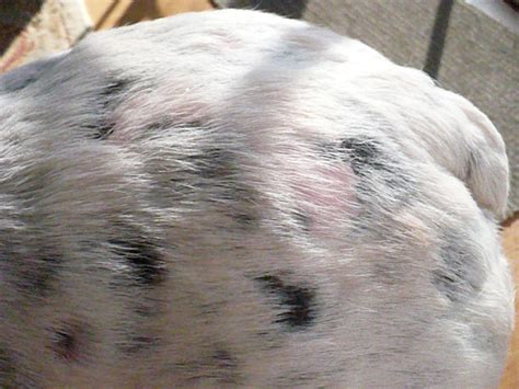 Yefims Answers How Can I Treat Bald Spots In Dogs