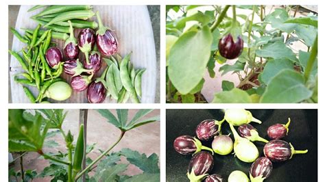 Eggplant Okra Harvested Ii Harvesting Brinjals And Ladys Finger From
