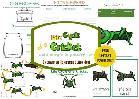 The camelids, as a family, include the new world camelids: 17 Best images about Insects on Pinterest | Clip art, Life ...