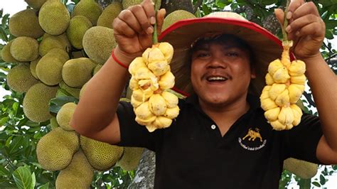 Wow Yummy Eating Jack Fruit Sweetest I Eating At My Country To