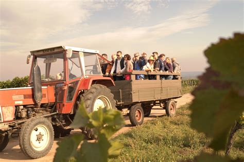 Wir nehmen euch mit in den aufbau unseres weingutes! Rent a Rebstock: Weinlese 2015 erfolgreich abgeschlossen ...