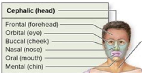 Cephalic Head Diagram Quizlet
