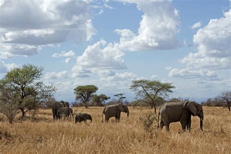 Elefanten In Der Savanne Foto And Bild Tiere Wildlife Säugetiere