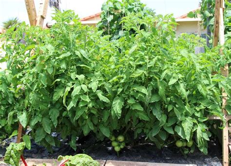 5 Secrets To Grow Tomatoes 100 Lbs In 20 Square Feet Tips For