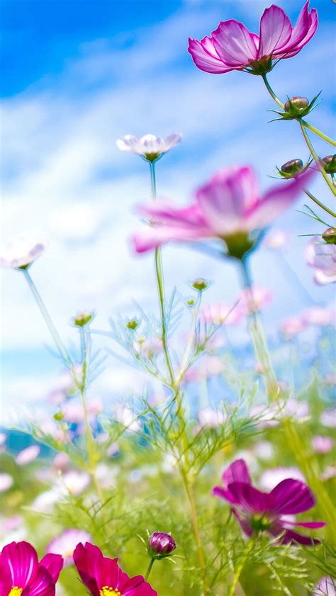 Spring Flowers Iphone 6 Wallpaper Tumblr Spring Flowers Images