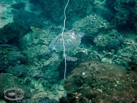 Sea.,hawksbill sea turtle food chain,food chain leatherback sea turtledermochelys coriacea,the jumby bay hawksbill project. Hawksbill Turtle; Eretmochelys imbricata - Chaloklum Diving - Koh Phangan - Thailand