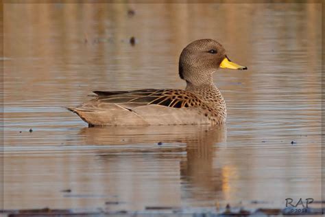 Yellow Billed Teal Guía De Aves De Los Bosques De Palermo Y Otros