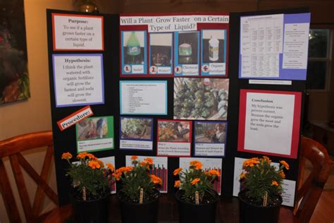 Science Fair Project Will A Plant Grow Faster On A Certain Type Of Liquid Sweet Greens