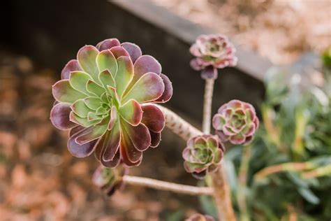 Aeonium Plant Care And Growing Guide