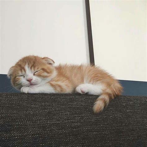 Sleeping Kitten Tap The Link Now To See All Of Our Cool Cat
