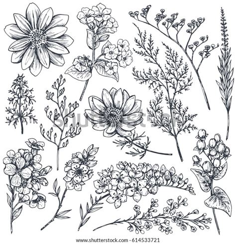 Collection Hand Drawn Spring Flowers Plants Stock Vector Royalty Free