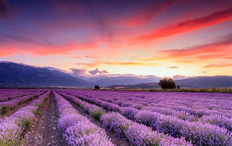 A Splendid Lavender Field At Sunset The Wallpaper