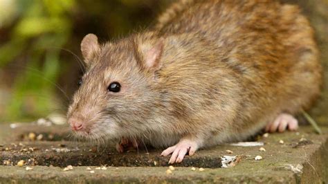 Rodents And Other Pests Sdr Conservation Pest And Weed Control Specialist