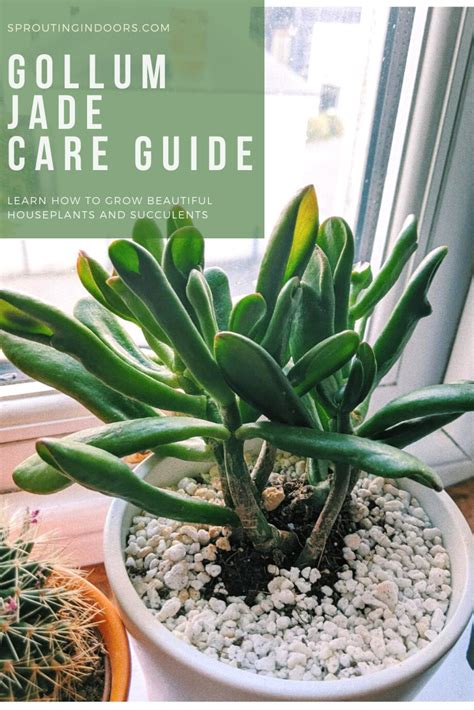 This beautiful houseplant is also a forest type. Complete Gollum Jade Succulent Care Guide in 2020 | Plants ...