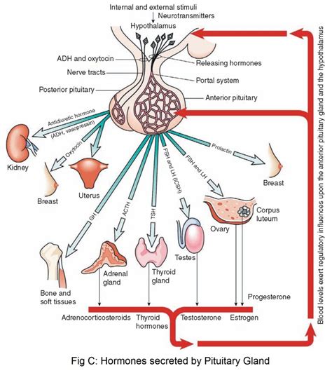 Pituitary Gland Unfolded Here Is All You Need To Know Askiitians Blog One Place For All