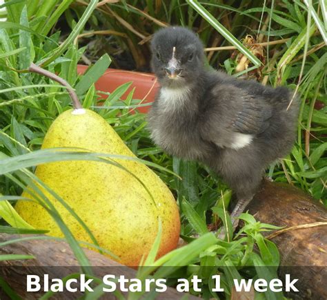 Murray Mcmurray Hatchery 4 Week Old Black Stars