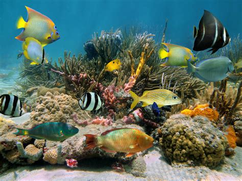Underwater Scenery With Colorful Sea Life Stock Image Image Of
