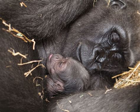 Baby Male Gorilla Is Born At Franklin Park Zoo The Boston Globe