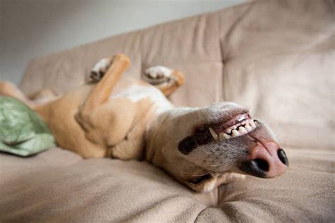 17 Dogs That Will Bring A Smile To Your Day