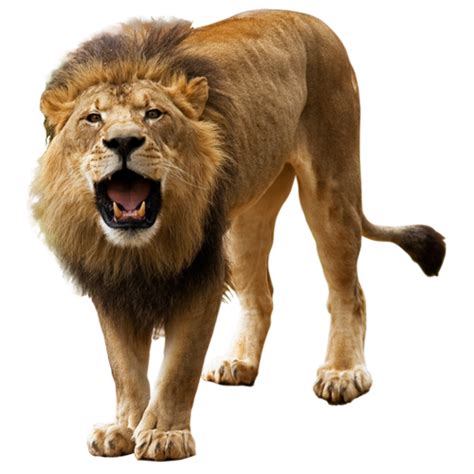 Download Lion Png Image For Free