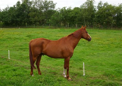 Maybe you would like to learn more about one of these? Lieve betrouwbare E pony vos ruin | Bokt.nl