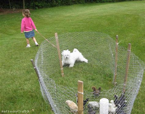 Temporary Dog Fence Ideas With 5 Type Easy Dog Fence Roy