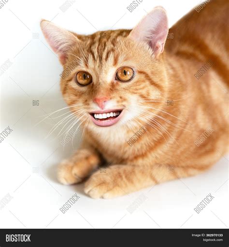 Funny Young Ginger Cat Image And Photo Free Trial Bigstock