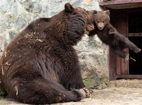 Mother Bear Angry At Her Cub 4 Pics