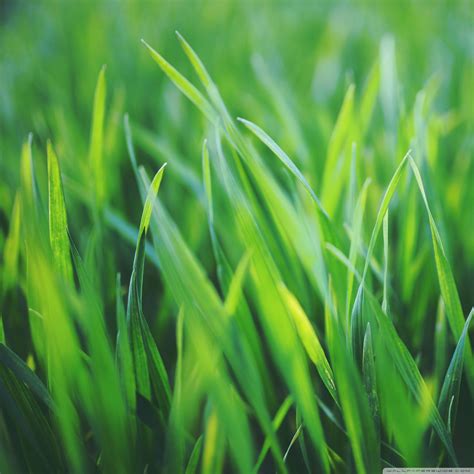 4k Grass Wallpapers Top Free 4k Grass Backgrounds Wallpaperaccess