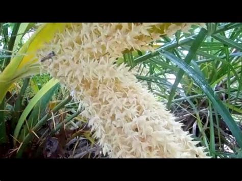 Apr 21, 2021 · bees and flowers are combo linked by nature and there is very little you can do to separate the two of them. Plants for Honey Bees and Pollinators: Pygmy Date Palm ...