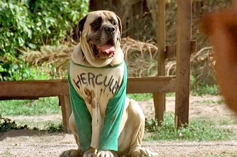 The 43 Best Dogs From Tv And Movies The Sandlot Great Movies