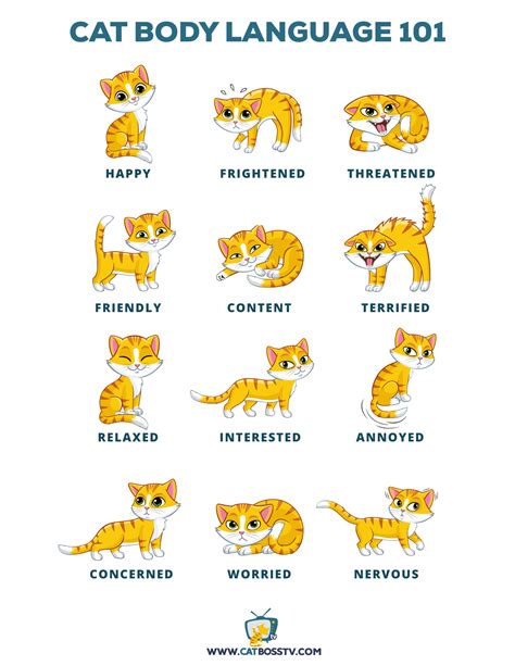 Cat Body Language Chart Pdf