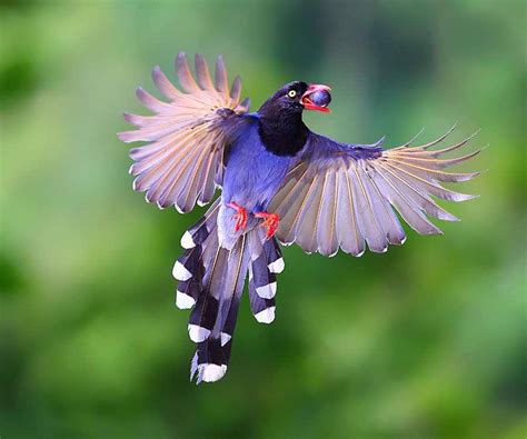Most beautiful birds: Taiwan Blue Magpie - Strange Sounds