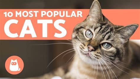 Top 10 Most Popular Cat Breeds In The World Informed Pet Owners