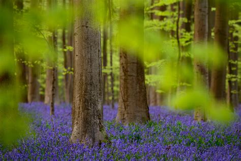 Bluebells hallerbos belgium 2016 | world wanderista. Best Time to See Hallerbos in Belgium 2020 - When & Where ...