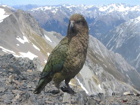 Good Picture Of A Kea By Theeo De Raadt Pics