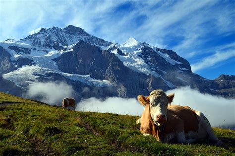 Alpen Schweiz Berge Kostenloses Foto Auf Pixabay Pixabay