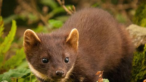 The Elusive Pine Marten Likes The Midlands Westmeath Independent