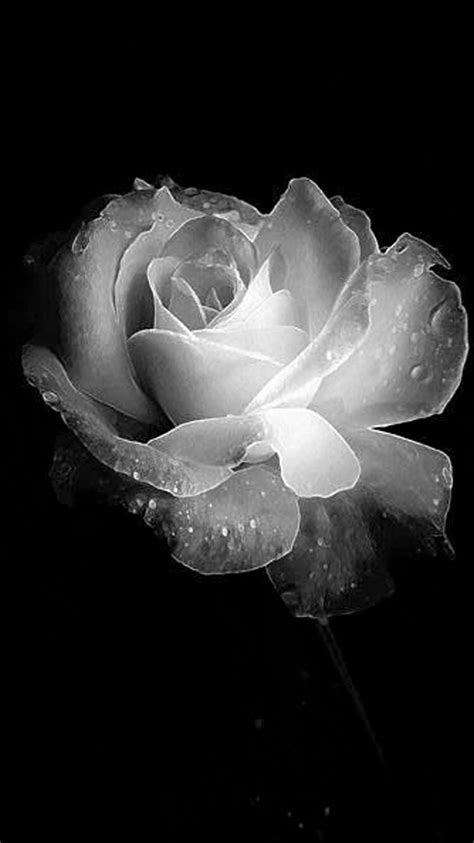 Black And White Roses Black And White Aesthetic Black And White