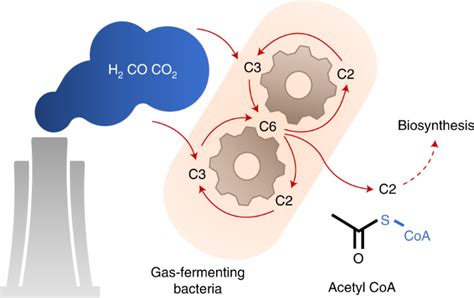 Acetyl Coa Synthesis Through A Bicyclic Carbon Fixing Pathway In Gas Fermenting Bacterianature