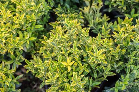 Incredible Fast Growing Shrubs For Privacy Simple Ideas Home
