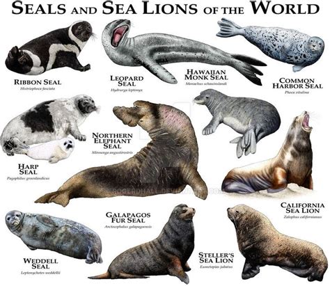 Pin on Arctic / Antarctic - Seal, Sea Lion, & Walrus