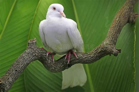 A White Collared Dove Sunda Perched On A Dry Tree Branch Stock Image