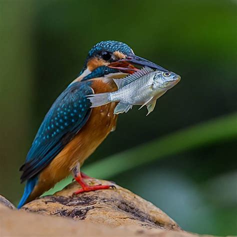 Beautiful Bird Photography By Johnson Chua