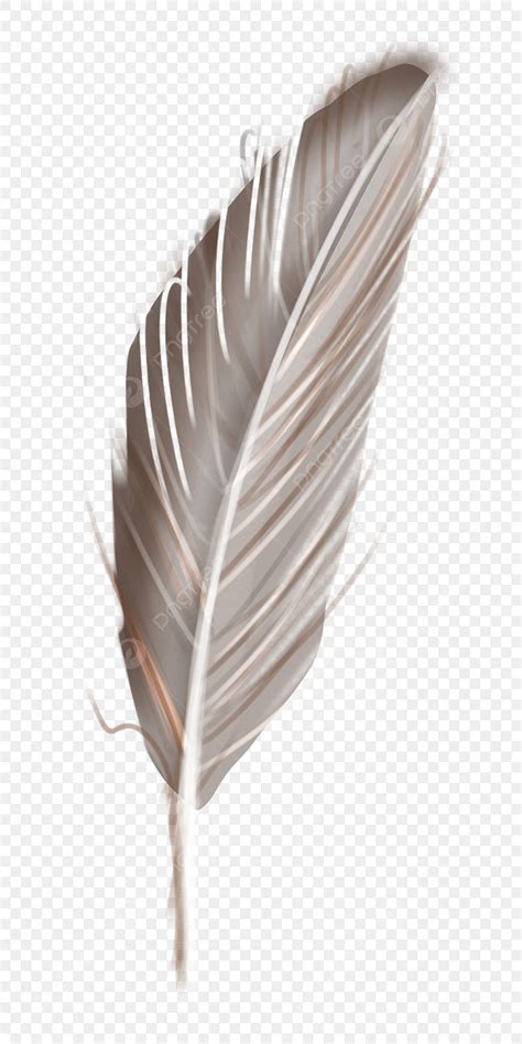 Gray Feather Png Transparent Gray Bird Feather Bird Feathers Gray