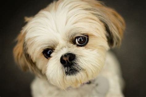 Shih Tzu Dog Breed Information Pictures Characteristics And Facts