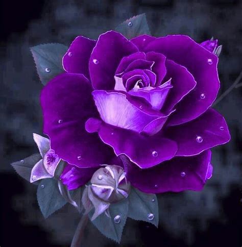 1540 Best Purple Things Images On Pinterest All Things Purple Purple