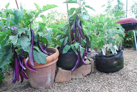 Growing Vegetables In Containers And Pots How To Guide